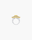 Amy Ring
